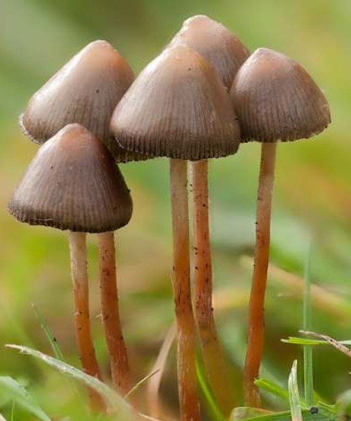 https://www.highleave.com/product/psilocybe-semilanceata
