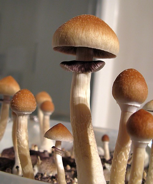 https://www.highleave.com/product/psilocybe-cubensis