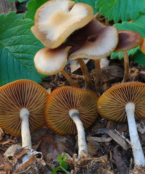 https://www.highleave.com/product/psilocybe-azurescens