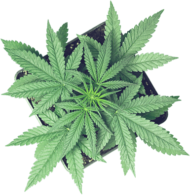 Cannabis Plant