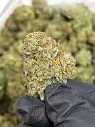 Grass